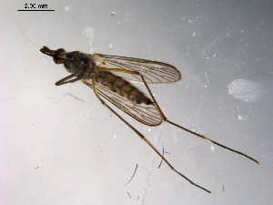  ( - 10PROBE-10393)  @13 [ ] CreativeCommons - Attribution (2011) CBG Photography Group Centre for Biodiversity Genomics