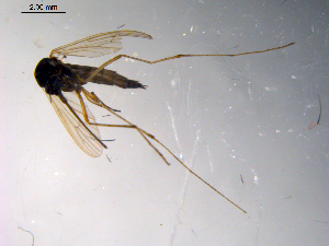  ( - 10PROBE-10426)  @13 [ ] CreativeCommons - Attribution (2011) CBG Photography Group Centre for Biodiversity Genomics