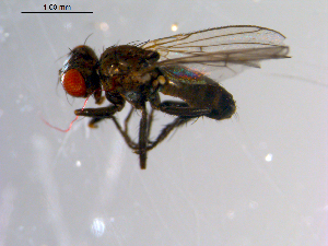  ( - 10PROBE-10446)  @12 [ ] CreativeCommons - Attribution (2011) CBG Photography Group Centre for Biodiversity Genomics