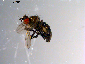  ( - 10PROBE-10455)  @12 [ ] CreativeCommons - Attribution (2011) CBG Photography Group Centre for Biodiversity Genomics