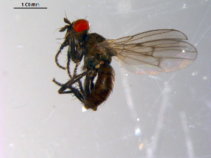  ( - 10PROBE-10456)  @12 [ ] CreativeCommons - Attribution (2011) CBG Photography Group Centre for Biodiversity Genomics