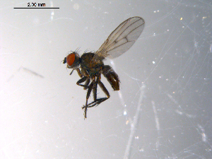  ( - 10PROBE-10457)  @13 [ ] CreativeCommons - Attribution (2011) CBG Photography Group Centre for Biodiversity Genomics
