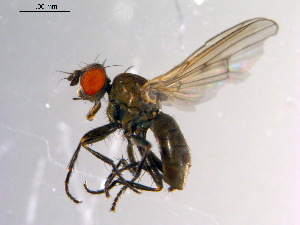  ( - 10PROBE-10539)  @14 [ ] CreativeCommons - Attribution (2011) CBG Photography Group Centre for Biodiversity Genomics