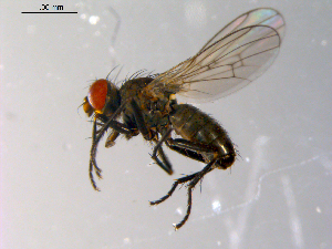  ( - 10PROBE-10540)  @13 [ ] CreativeCommons - Attribution (2011) CBG Photography Group Centre for Biodiversity Genomics