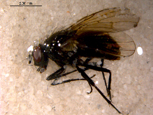  ( - 10PROBE-10580)  @12 [ ] CreativeCommons - Attribution (2011) CBG Photography Group Centre for Biodiversity Genomics