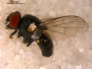  ( - 10PROBE-10591)  @13 [ ] CreativeCommons - Attribution (2011) CBG Photography Group Centre for Biodiversity Genomics