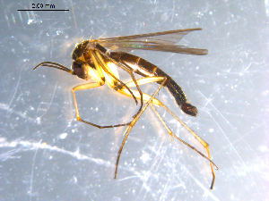  ( - 10PROBE-10641)  @13 [ ] CreativeCommons - Attribution (2011) CBG Photography Group Centre for Biodiversity Genomics