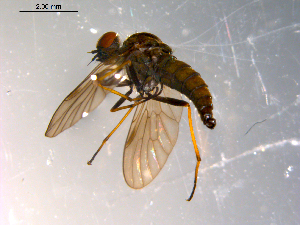  ( - 10PROBE-10653)  @12 [ ] CreativeCommons - Attribution (2011) CBG Photography Group Centre for Biodiversity Genomics