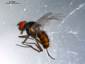  ( - 10PROBE-10705)  @13 [ ] CreativeCommons - Attribution (2011) CBG Photography Group Centre for Biodiversity Genomics