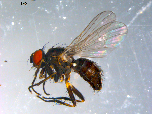  ( - 10PROBE-10727)  @13 [ ] CreativeCommons - Attribution (2011) CBG Photography Group Centre for Biodiversity Genomics