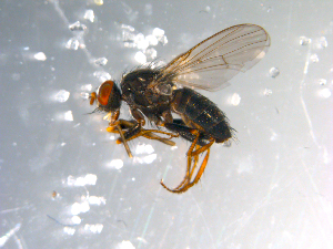  ( - 10PROBE-10777)  @13 [ ] CreativeCommons - Attribution (2011) CBG Photography Group Centre for Biodiversity Genomics
