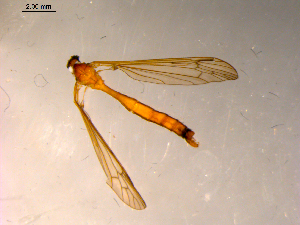  ( - 10PROBE-10786)  @13 [ ] CreativeCommons - Attribution (2011) CBG Photography Group Centre for Biodiversity Genomics