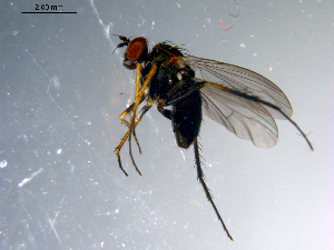  ( - 10PROBE-10854)  @12 [ ] CreativeCommons - Attribution (2011) CBG Photography Group Centre for Biodiversity Genomics