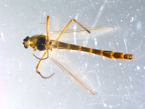  ( - 10PROBE-10875)  @13 [ ] CreativeCommons - Attribution (2011) CBG Photography Group Centre for Biodiversity Genomics