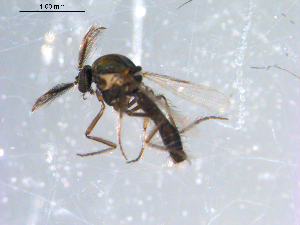  ( - 10PROBE-10878)  @13 [ ] CreativeCommons - Attribution (2011) CBG Photography Group Centre for Biodiversity Genomics