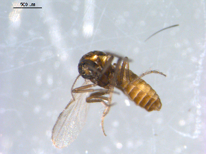  ( - 10PROBE-10879)  @12 [ ] CreativeCommons - Attribution (2011) CBG Photography Group Centre for Biodiversity Genomics