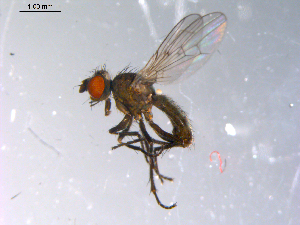  ( - 10PROBE-10997)  @14 [ ] CreativeCommons - Attribution (2011) CBG Photography Group Centre for Biodiversity Genomics