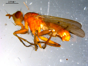  ( - 10PROBE-11051)  @12 [ ] CreativeCommons - Attribution (2011) CBG Photography Group Centre for Biodiversity Genomics