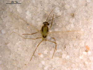  ( - 10PROBE-11056)  @12 [ ] CreativeCommons - Attribution (2011) CBG Photography Group Centre for Biodiversity Genomics