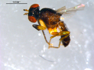  ( - 10PROBE-11109)  @13 [ ] CreativeCommons - Attribution (2011) CBG Photography Group Centre for Biodiversity Genomics