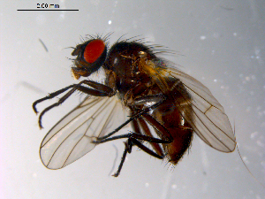  ( - 10PROBE-11117)  @13 [ ] CreativeCommons - Attribution (2011) CBG Photography Group Centre for Biodiversity Genomics