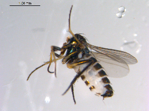  ( - 10PROBE-11138)  @12 [ ] CreativeCommons - Attribution (2011) CBG Photography Group Centre for Biodiversity Genomics