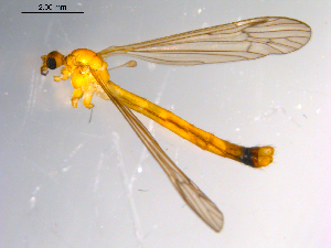  ( - 10PROBE-11186)  @13 [ ] CreativeCommons - Attribution (2011) CBG Photography Group Centre for Biodiversity Genomics
