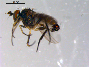  ( - 10PROBE-11198)  @12 [ ] CreativeCommons - Attribution (2011) CBG Photography Group Centre for Biodiversity Genomics