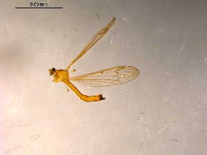  ( - 10PROBE-11214)  @13 [ ] CreativeCommons - Attribution (2011) CBG Photography Group Centre for Biodiversity Genomics