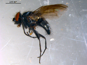 ( - 10PROBE-11241)  @12 [ ] CreativeCommons - Attribution (2011) CBG Photography Group Centre for Biodiversity Genomics