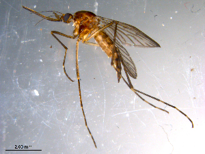  ( - 10PROBE-11244)  @13 [ ] CreativeCommons - Attribution (2011) CBG Photography Group Centre for Biodiversity Genomics