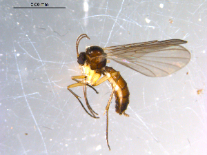  ( - 10PROBE-11249)  @13 [ ] CreativeCommons - Attribution (2011) CBG Photography Group Centre for Biodiversity Genomics