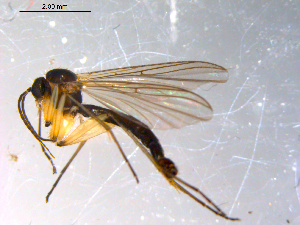  ( - 10PROBE-11251)  @13 [ ] CreativeCommons - Attribution (2011) CBG Photography Group Centre for Biodiversity Genomics