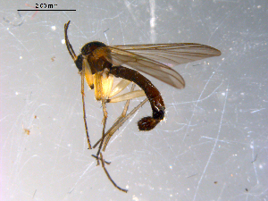  ( - 10PROBE-11253)  @13 [ ] CreativeCommons - Attribution (2011) CBG Photography Group Centre for Biodiversity Genomics