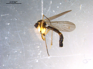  ( - 10PROBE-11254)  @13 [ ] CreativeCommons - Attribution (2011) CBG Photography Group Centre for Biodiversity Genomics