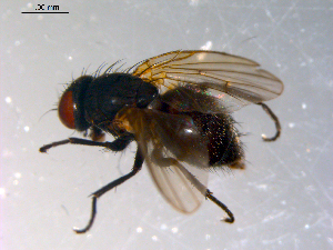  ( - 10PROBE-11295)  @12 [ ] CreativeCommons - Attribution (2011) CBG Photography Group Centre for Biodiversity Genomics