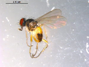  ( - 10PROBE-11297)  @13 [ ] CreativeCommons - Attribution (2011) CBG Photography Group Centre for Biodiversity Genomics