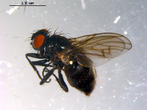  ( - 10PROBE-11299)  @13 [ ] CreativeCommons - Attribution (2011) CBG Photography Group Centre for Biodiversity Genomics