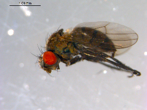  ( - 10PROBE-11300)  @13 [ ] CreativeCommons - Attribution (2011) CBG Photography Group Centre for Biodiversity Genomics