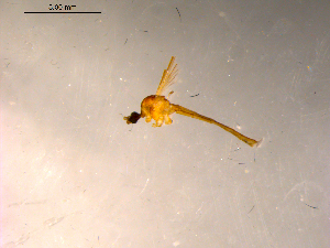  ( - 10PROBE-11519)  @12 [ ] CreativeCommons - Attribution (2011) CBG Photography Group Centre for Biodiversity Genomics