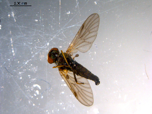  ( - 10PROBE-11549)  @12 [ ] CreativeCommons - Attribution (2011) CBG Photography Group Centre for Biodiversity Genomics