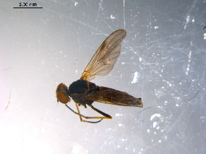  ( - 10PROBE-11550)  @12 [ ] CreativeCommons - Attribution (2011) CBG Photography Group Centre for Biodiversity Genomics