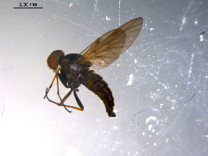  ( - 10PROBE-11551)  @12 [ ] CreativeCommons - Attribution (2011) CBG Photography Group Centre for Biodiversity Genomics