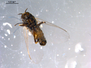  ( - 10PROBE-11561)  @12 [ ] CreativeCommons - Attribution (2011) CBG Photography Group Centre for Biodiversity Genomics