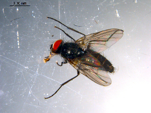  ( - 10PROBE-11581)  @13 [ ] CreativeCommons - Attribution (2011) CBG Photography Group Centre for Biodiversity Genomics