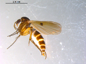  ( - 10PROBE-11589)  @12 [ ] CreativeCommons - Attribution (2011) CBG Photography Group Centre for Biodiversity Genomics