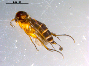  ( - 10PROBE-11591)  @13 [ ] CreativeCommons - Attribution (2011) CBG Photography Group Centre for Biodiversity Genomics
