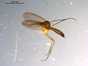  ( - 10PROBE-11641)  @13 [ ] CreativeCommons - Attribution (2011) CBG Photography Group Centre for Biodiversity Genomics