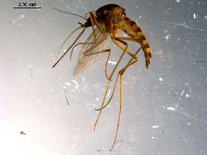  ( - 10PROBE-11660)  @13 [ ] CreativeCommons - Attribution (2011) CBG Photography Group Centre for Biodiversity Genomics