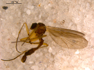  ( - 10PROBE-11717)  @13 [ ] CreativeCommons - Attribution (2011) CBG Photography Group Centre for Biodiversity Genomics